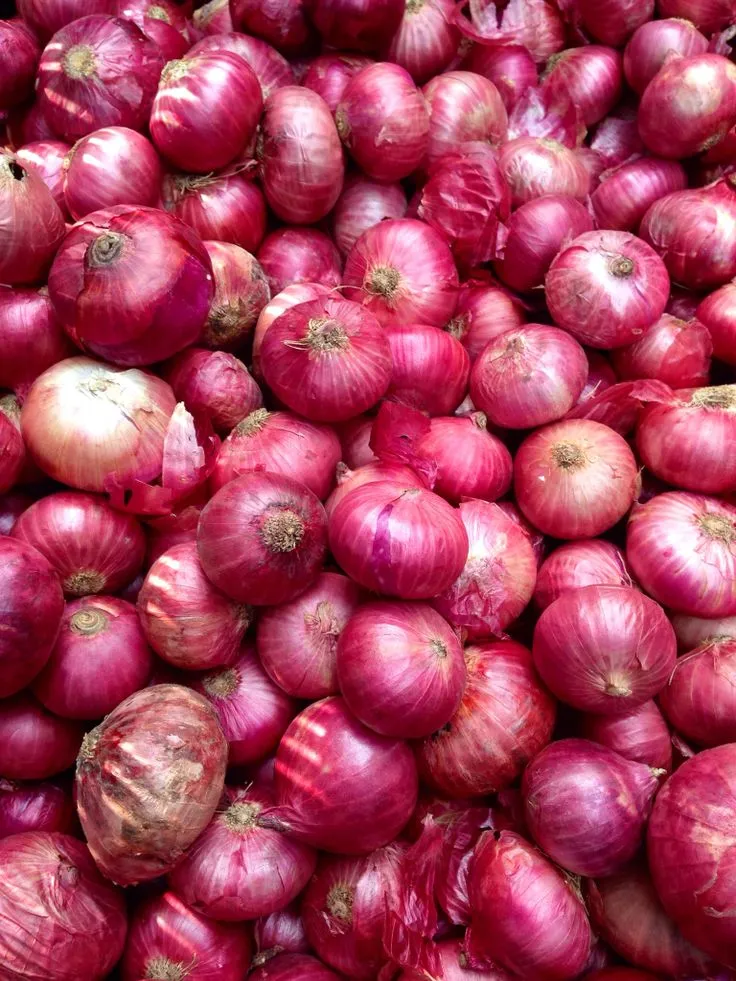Lush onion fields under cultivation in the Lasalgaon farm belt.