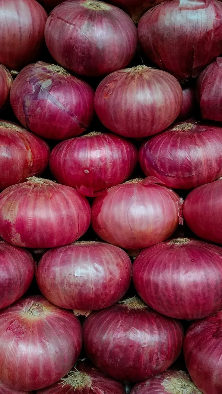 Indian farmers manually harvesting red onions during the peak season.