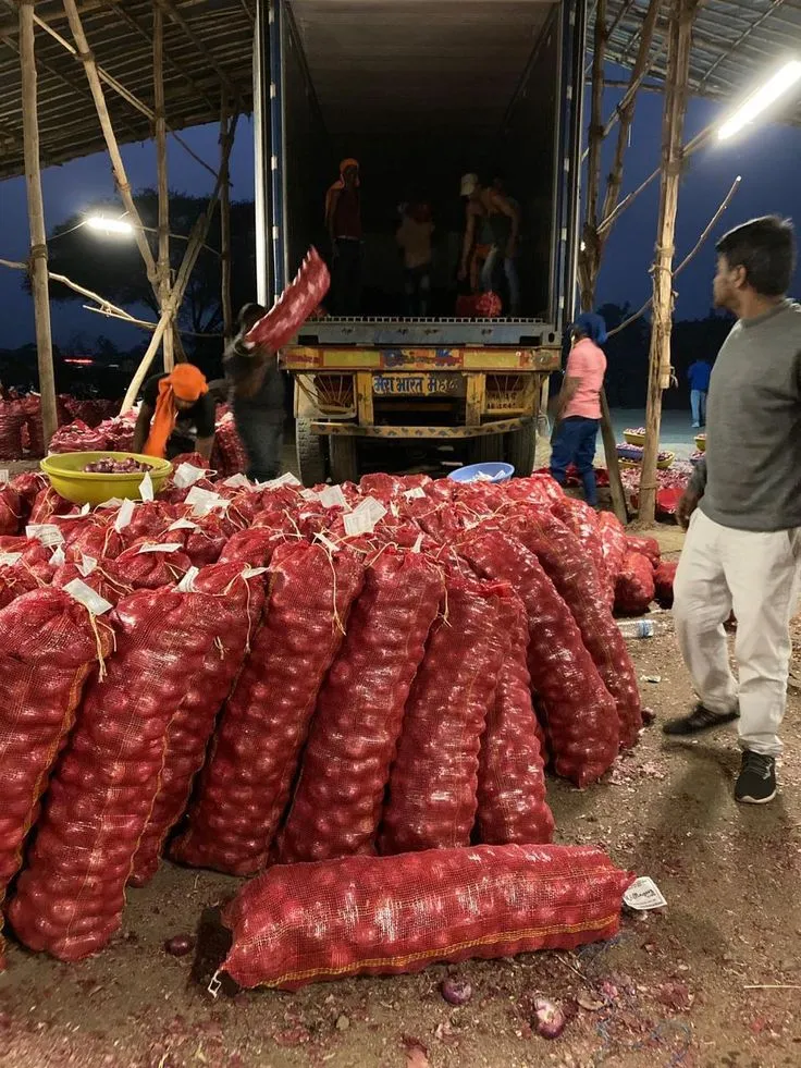 Sorting and grading conveyor line separating onions by size and grade.