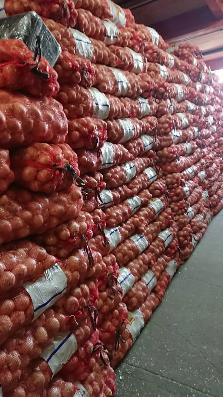Direct quality checks verifying onion bulb firmness and skin layers.